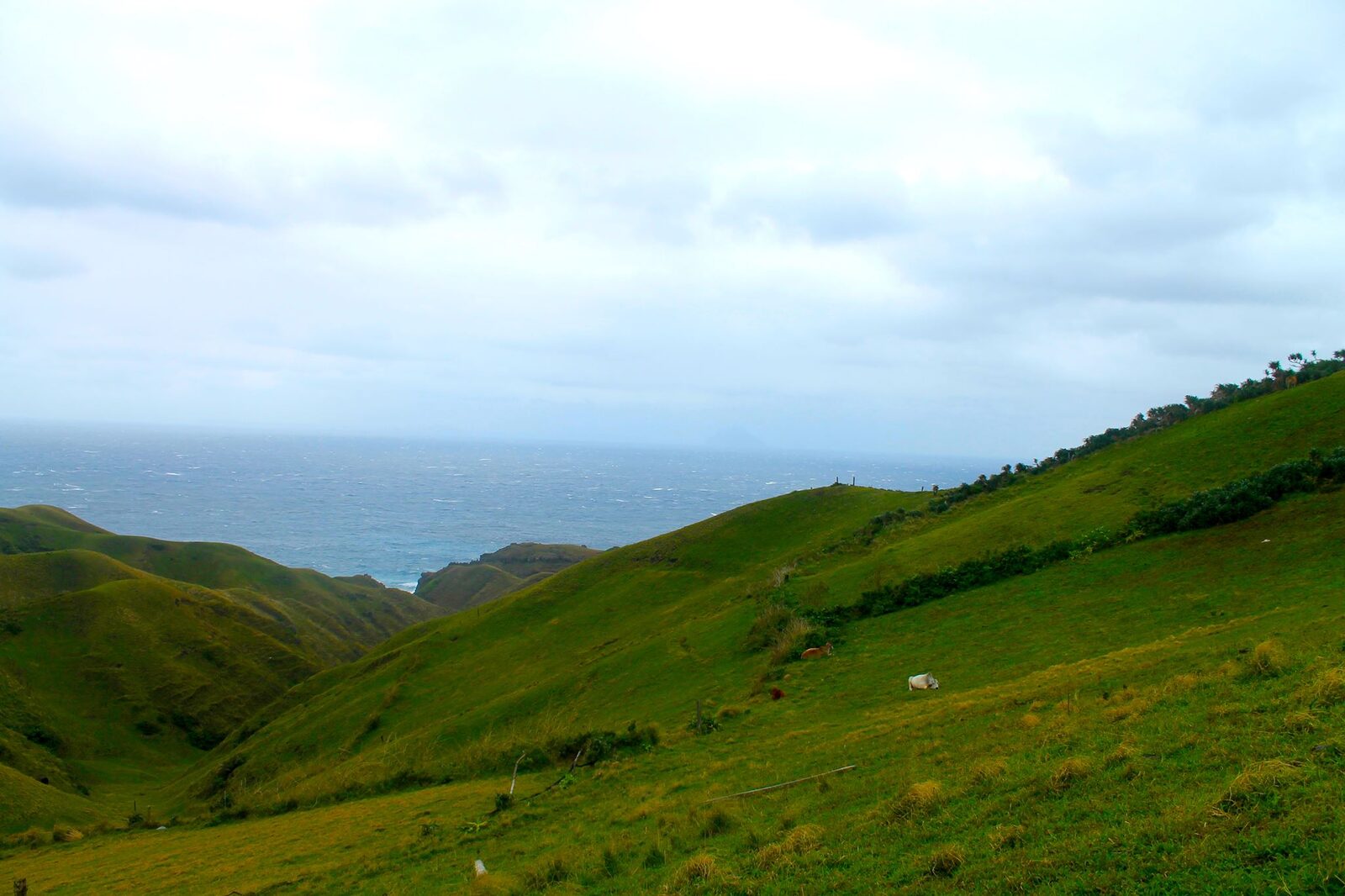 Vayang Rolling Hills Batanes green pastoral landscape with grazing cattle and the West Philippine Sea horizon