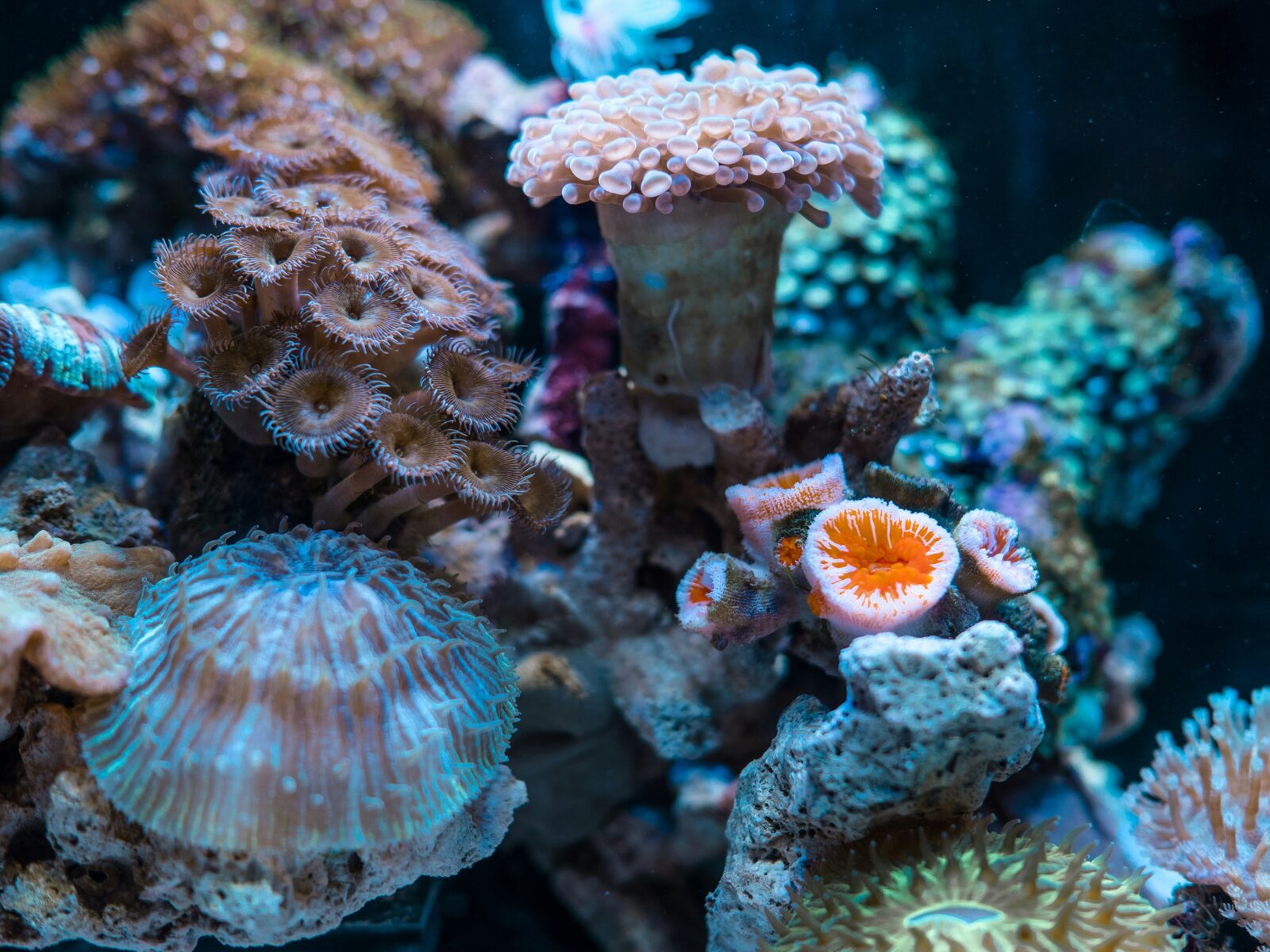 Vibrant colorful coral reef with anemones, soft corals, and zoanthids in the Verde Island Passage near Anilao Batangas