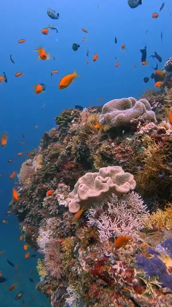 Underwater coral reef in the Philippines with colorful tropical fish and healthy soft coral colony