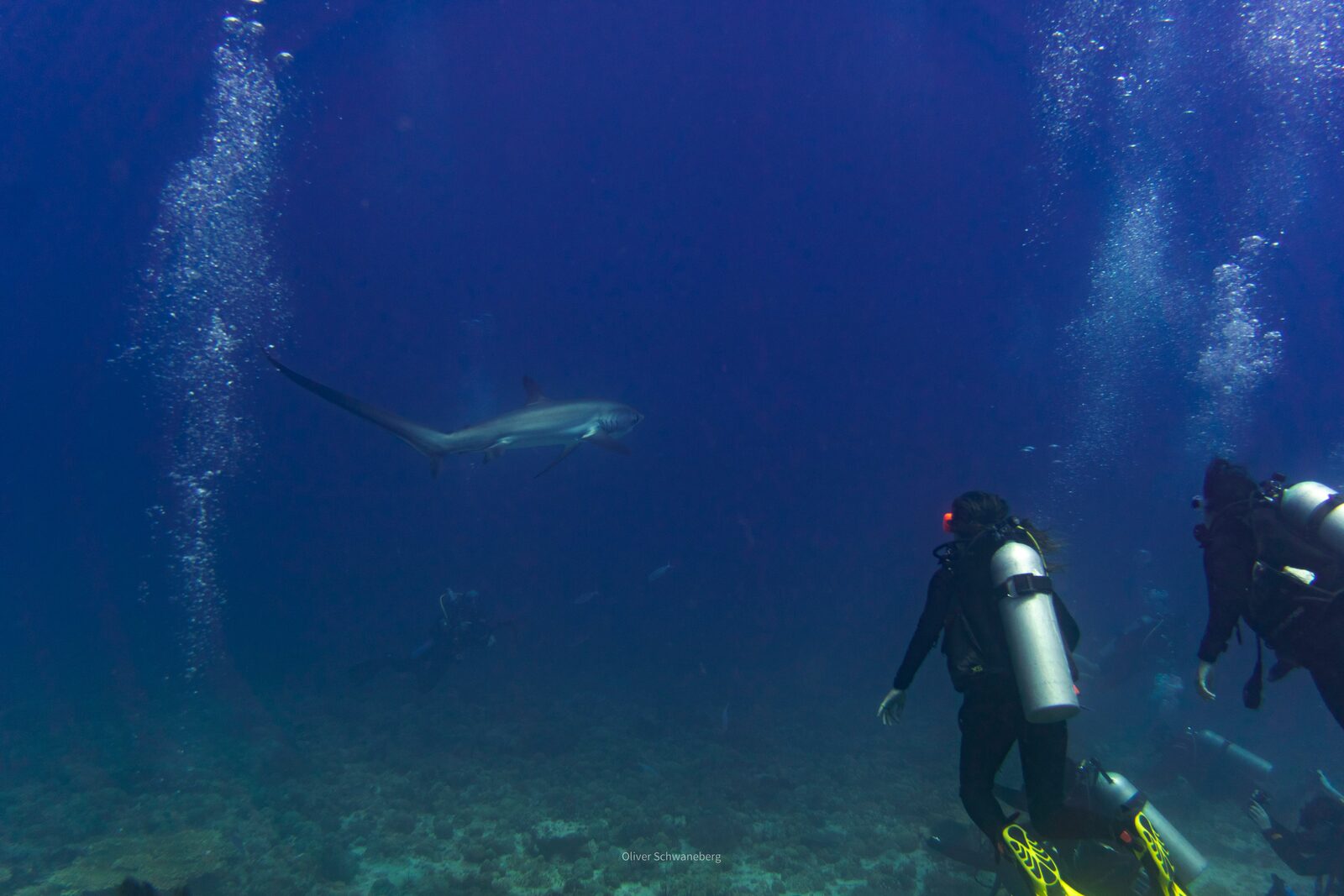 Thresher shark with iconic long tail fin swimming past scuba divers at Monad Shoal cleaning station near Malapascua Island Philippines