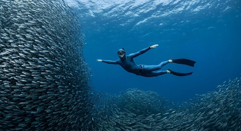 Freediver swimming alongside a massive ball of sardines underwater in the Philippines