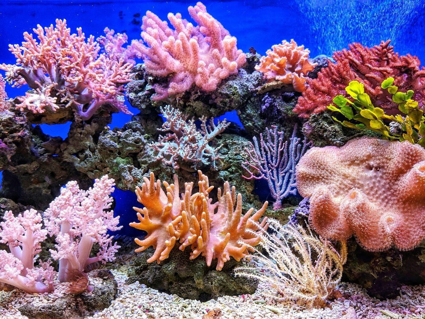 Colorful soft coral reef underwater with pink, orange, and red coral species characteristic of the Verde Island Passage dive sites